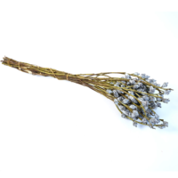 Expédition en lot de l'usine : Fruits d'eucalyptus séchés naturels pour la maison, les fêtes, les mariages, Noël, la Saint-Valentin – Écologiques et longue durée