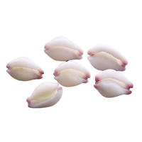 Conque d'escargot de lapin en jade blanc naturel 2-3cm coquillage rare pour les trésors de bricolage ou la collection cadeau de conque blanche polie
