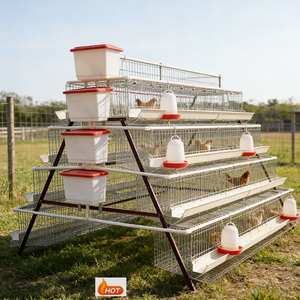 Cages à poules pondeuses pour pays en développement, avec formation de leader du marché - Product Image 1