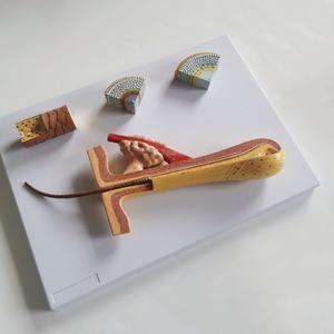 NOUVEAU! Modèle anatomique de haute qualité du cuir chevelu humain - Product Image 3