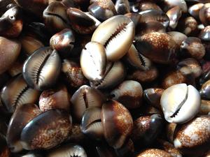 Shell <span class=keywords><strong>Conch</strong></span> - Product Image 2