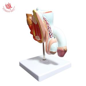 Modelo de Anatomía de la próstata, 4 piezas, tamaño real, órganos reproductivos masculinos, modelo anatómico, enseñanza de ciencias médicas - Product Image 4