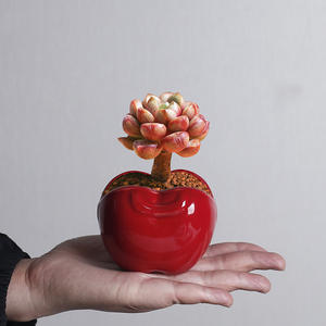<span class=keywords><strong>Pot</strong></span> en céramique pour plantes succulentes, motif <span class=keywords><strong>pomme</strong></span> mignon, transfrontalier, vase pour plantes vertes succulentes, <span class=keywords><strong>petit</strong></span> <span class=keywords><strong>pot</strong></span> de bureau créatif, ornement respirant - Product Image 3