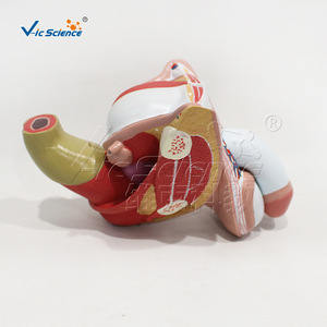 Modelo desmontable de genitales masculinos internos y externos de 4 partes con etiquetas y material didáctico de anatomía. - Product Image 3