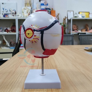 Modelo de Anatomía del Ojo Humano HC-S257, Modelo de Ojo Médico Ampliado para Enseñanza - Product Image 4