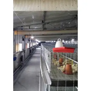 China Hebei Anping Shuxin Fabriek Laagste Prijs Coop 200 Vogels Vleeskuikens Fokkooi Met Hoge Kwaliteit