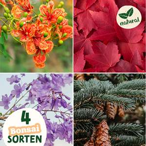 Coffret cadeau pour bonsaïs <span class=keywords><strong>d</strong></span>'<span class=keywords><strong>intérieur</strong></span> 4 types <span class=keywords><strong>d</strong></span>'accessoires pour bonsaïs <span class=keywords><strong>de</strong></span> style campagnard Kit <span class=keywords><strong>de</strong></span> <span class=keywords><strong>d</strong></span>émarrage pour la <span class=keywords><strong>d</strong></span>écoration <span class=keywords><strong>de</strong></span> la maison sur le sol Bureau - Product Image 2