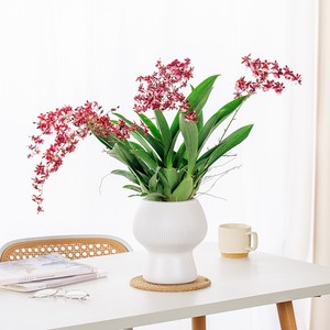<span class=keywords><strong>Maceta</strong></span> de Plástico Engrosada con Absorción Automática de Agua, <span class=keywords><strong>Maceta</strong></span> Creativa para Escritorio - Product Image 2