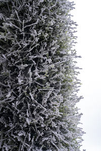 Árbol topiario artificial en forma de cono flocado Treesmas de 1,6 metros de altura de alta calidad para decoración interior del hogar y la Oficina - Product Image 5