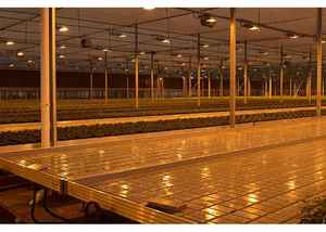 Cây Giống Thủy Triều Nhà Kính Trồng Rau - Product Image 6