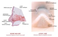 Recursos Didácticos, Modelo de Bronquio Duro, Modelo de Entrenamiento de Broncoscopia para Experimentos Médicos en Escuelas y Hospitales