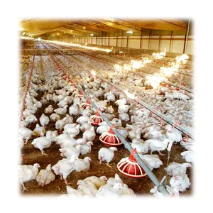 High Quality Farming Broiler Chicken Poultry Feeder and Drinker Equipment