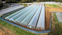 Serre Agricole Monotunnel Personnalisée en Film PO/PE pour l'Agriculture Commerciale