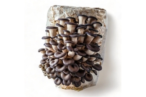 เครื่องปลูกเห็ดแบบฉีดเชื้อเห็ดเหลว เครื่องเพาะเห็ด เครื่องฉีดเชื้อเห็ด - Product Image 6