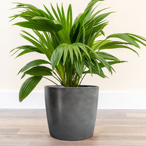 Home garden decor ornamental Cylinder Container plant pot flower potes de plastico