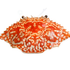 CONCHA DE CANGREJO SECA 100% PARA ARTESANÍA VENTA DE VERANO CALIENTE DE ALTO ESTÁNDAR DE VIETNAM PARA DECORACIÓN - Product Image 1