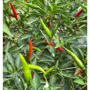 Embalaje personalizado Durable Verduras frescas Chile Especias individuales y hierbas Agrícola Vietnamita Alimentos crudos Fabricante de bebidas - Product Image 5