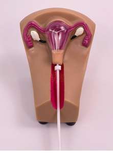 Weibliches Verhütung strain ings modell Bildungs ausrüstung - Product Image 6