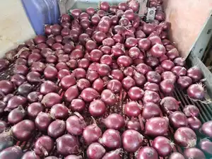 Nouvelle récolte d'oignon jaune frais chinois et d'oignon rouge emballage 10 kg prix du marché