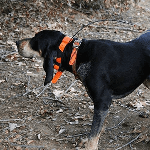 Antena de Collar de Rastreo GPS para Perros, 151MHz, 58cm, para Garmin T5, TT10, TT15, T5Mini, DC30, DC40, DC50, Dogtra, Pathfinder - Product Image 2