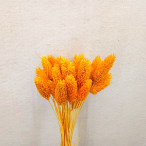 Mini flor seca Natural pequeña gema hierba <span class=keywords><strong>Phalaris</strong></span> - Product Image 5