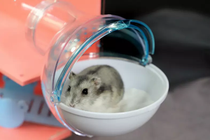 Mignon Hamster gerbille petit Pet Cage Tube salle de bains externe bain <span class=keywords><strong>bac</strong></span> à <span class=keywords><strong>sable</strong></span> en plastique chambre maison Animal jouet peut être externe acrylique - Product Image 5