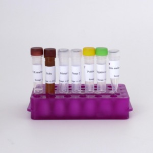 LSDV PCR <strong>Kit</strong> for Cattle - TaqMan Probe Real-Time Fluorescent Detection 50T/Box - Product Image 2