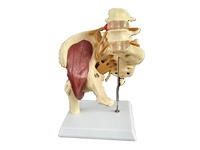 Modelo Anatómico de Pelvis y Columna Lumbar Humana de PVC Ecológico para Ciencias Médicas, Equipo Educativo Neuromuscular de Cadera