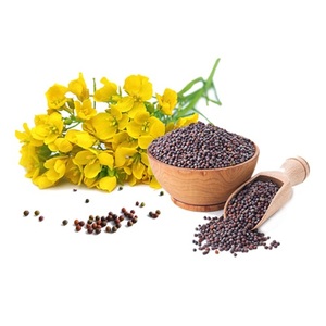 Semillas de mostaza de primera calidad, ingrediente de especias naturales para alimentos, condimentos, producción de salsas, fabricación de encurtidos y uso culinario - Product Image 1