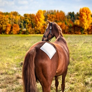 Curativo Adesivo Reutilizável de Espuma para Feridas de Animais para Cavalos e Cães, Sem Látex, Curativo Veterinário Ajustável - Product Image 1