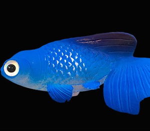 <span class=keywords><strong>Pesce</strong></span> Rosso Galleggiante Realistico Moderno e Leggero che si Illumina al Buio, Ornamento per Acquario, <span class=keywords><strong>Pesce</strong></span> Colorato in Silicone - Product Image 6