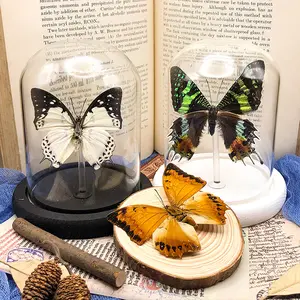 Spécimen de papillon led lumière décoration dôme d'affichage en verre clair avec base en bois verre artisanat véritable spécimen de papillon