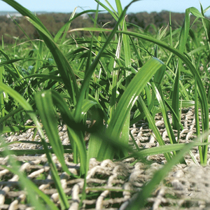 Venta al por mayor de productos de material agrícola de cubierta de planta de fabricación profesional de Vietnam - Product Image 4