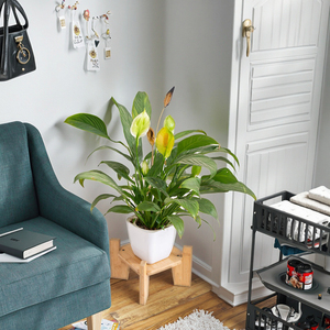 <span class=keywords><strong>Support</strong></span> de Présentation en Bambou pour Distributeur d'Eau et de Boissons, Décoration de Table, <span class=keywords><strong>Support</strong></span> de Pot de Fleurs et de Plantes pour la Maison - Offre Spéciale - Product Image 4