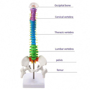 Modelo Anatômico Flexível da Coluna Vertebral 45cm PVC Tamanho Real Pelve e Fêmures Nervos Espinhais e Artérias Auxílios Didáticos Médicos - Product Image 6