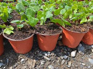 <span class=keywords><strong>Vaso</strong></span> da Giardino <span class=keywords><strong>in</strong></span> Plastica per Piante, <span class=keywords><strong>Vaso</strong></span> da Vivaio per la Crescita <span class=keywords><strong>di</strong></span> <span class=keywords><strong>Semi</strong></span> 18cm, Ecologico, CLASSICO, Rosso, per <span class=keywords><strong>Fiori</strong></span> e Piantine, <span class=keywords><strong>in</strong></span> Plastica Bianca PP - Product Image 6