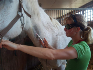 DIMED Berylas <span class=keywords><strong>laser</strong></span> bedah fisioterapi, peralatan terapi <span class=keywords><strong>laser</strong></span> hewan kuda besar - Product Image 2