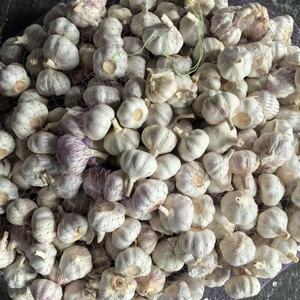 Suministro al por mayor de semillas de <span class=keywords><strong>ajo</strong></span> fresco de China, incluyendo <span class=keywords><strong>ajo</strong></span> rojo, <span class=keywords><strong>morado</strong></span>, normal y blanco, de 5.5 cm, de Shandong, listo para comer, almacenado en frío. - Product Image 3