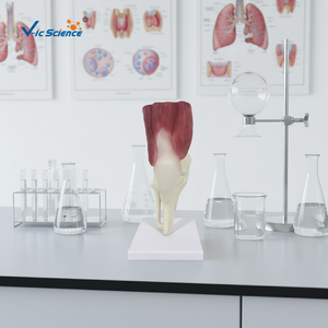 Modelo Anatómico de Rodilla Musculosa, Modelo de <span class=keywords><strong>Esqueleto</strong></span> <span class=keywords><strong>Humano</strong></span> para Enseñanza Médica, Demostración Ortopédica, <span class=keywords><strong>Esqueleto</strong></span> Didáctico - Product Image 1