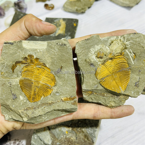 Un Par de Fósiles de Trilobites Coronocephalus, Especímenes Marinos del Silurio para Investigación Geológica, Exhibición Paleontológica de Escritorio - Product Image 6