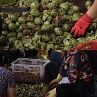 Nueces de Color Dorado, Origen Yunnan, Calidad Premium, Muestras Gratis, Suministro al por Mayor, Cuatro Estaciones, Apoyo a Negocios Locales, Dieta a Base de Plantas