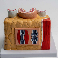 Modelo de Anatomía Vascular de Arteria y Vena, Material PVC, Simulador de Estructura de Vasos Ampliados para Entrenamiento Cardio-Cerebrovascular, CE\ISO