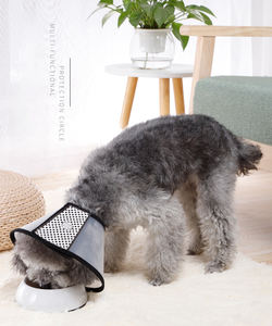 Pp एलिज़ाबेथ पालतू कॉलर-स्नान और ग्रोमिंग के लिए एंटी-स्क्रैच हेडगियर, बिल्लियों और कुत्तों के लिए सुरक्षात्मक शंकु - Product Image 3