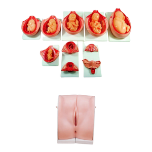 ADA y tế giảng dạy quá trình phát triển cho thai nhi và mô hình hướng dẫn tránh thai cho việc dạy và học giải phẫu - Product Image 1