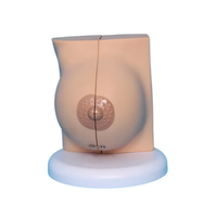 Modelo de anatomía de seno humano de PVC Healer LJ con aumento de 1.5x, fabricado en China para entrenamiento médico en escuelas