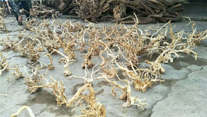 Groothandel Kwaliteit Geel Aquarium Azalea Wortel - Product Image 3