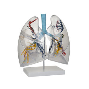 الطبية sucience الإنسان شفافة الرئة نموذج تشريح broncopulmonary قطاعات نموذج لل مستشفى - Product Image 1
