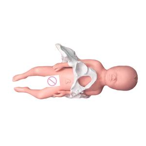 Model Pengajaran Medis Bayi dengan Tali Pusar dan Plasenta - Product Image 2