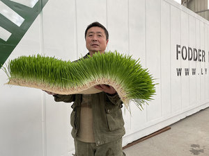 Cỏ thủy canh thức ăn gia súc phát triển hệ thống nuôi container Nông Nghiệp Nhà kính cho gia súc, dê, cừu, thỏ, chăn nuôi - Product Image 6