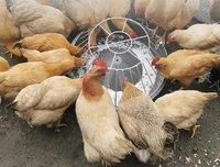 Mangeoire à poulet pour animaux de compagnie sans déchets sans déversement ni gâchis Mangeoire à volaille et abreuvoir 12 trous pour mangeoires à oiseaux pour volailles